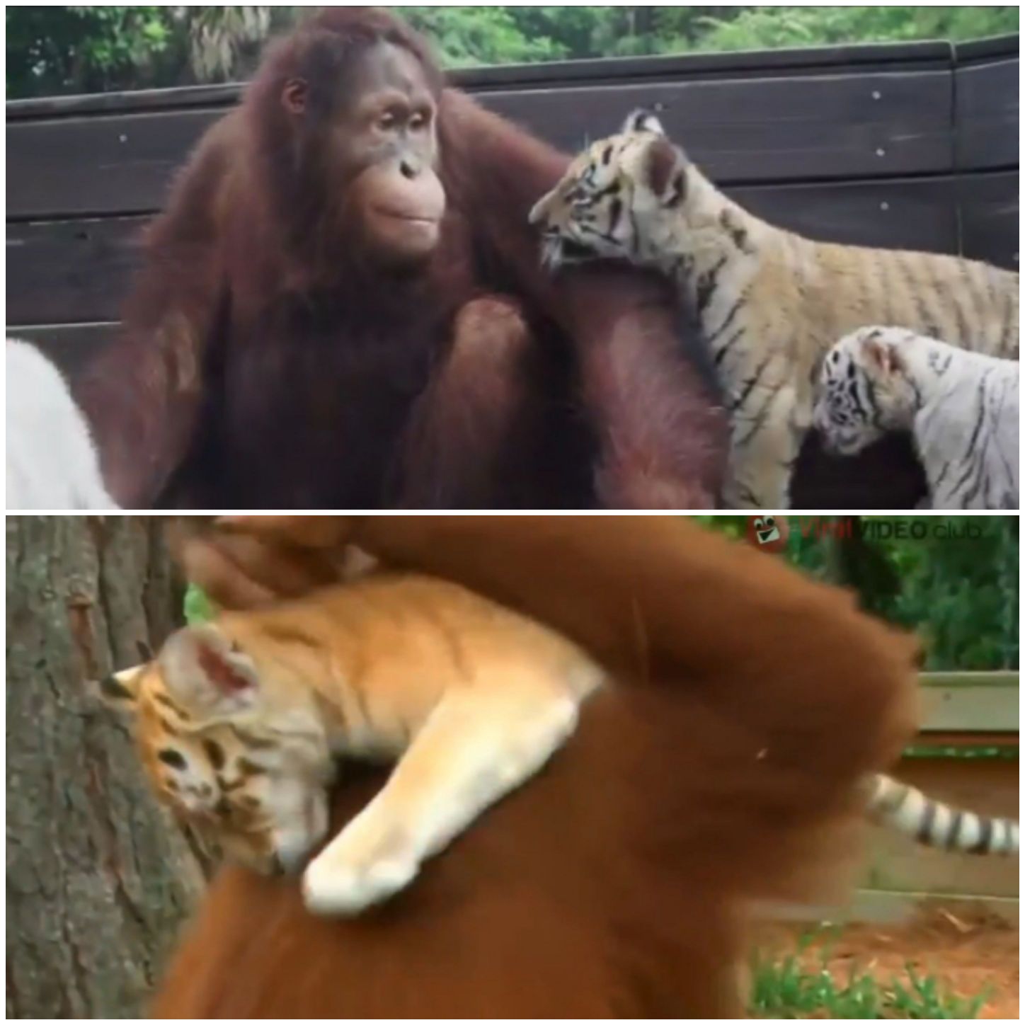 ORANGUTAN ADOPTS THREE TIGER BABIES