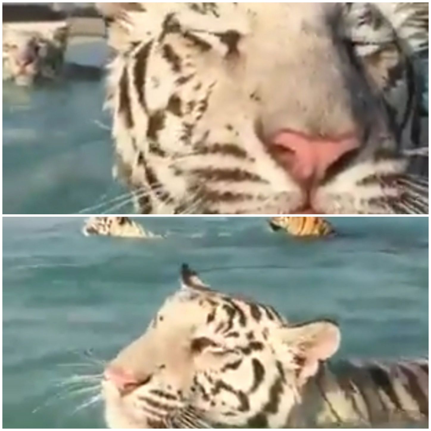 Big cats enjoy swimming together