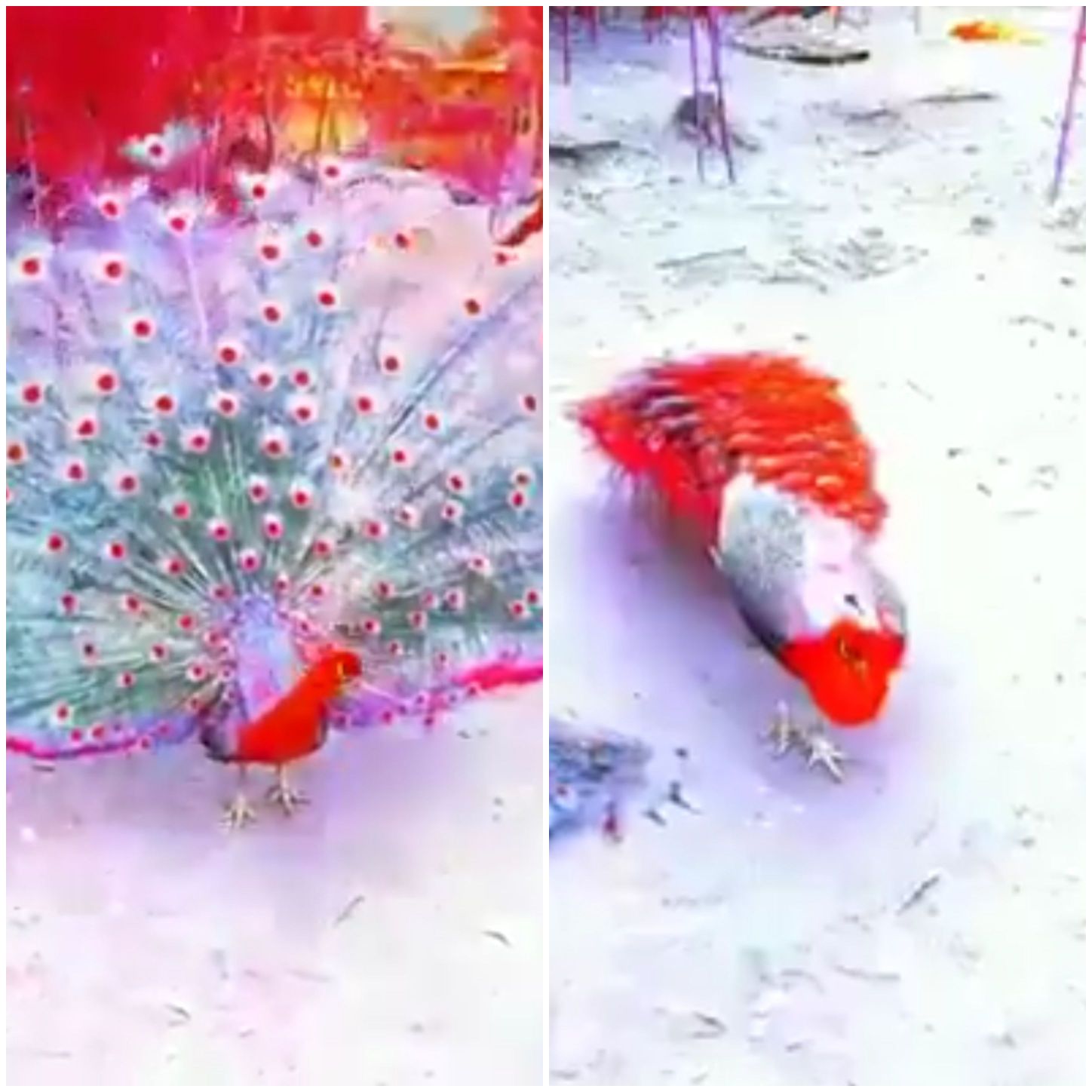 This Red Peacock is extremely beautiful