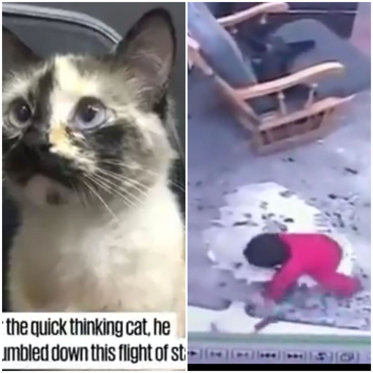 Cat saves baby that escaped from her crib from falling down steep stairs