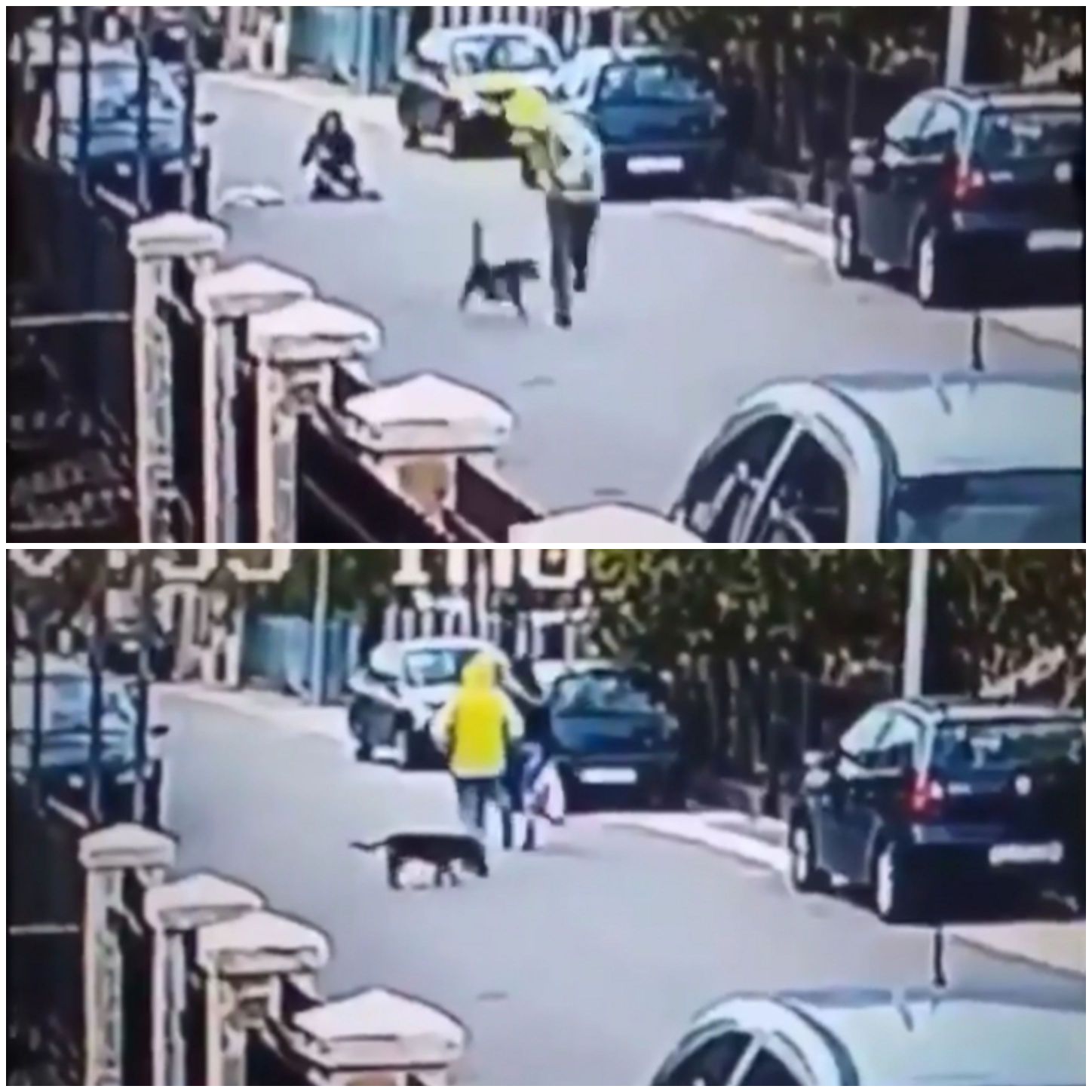 Dog in street situation but heroic saves a woman from an assailant