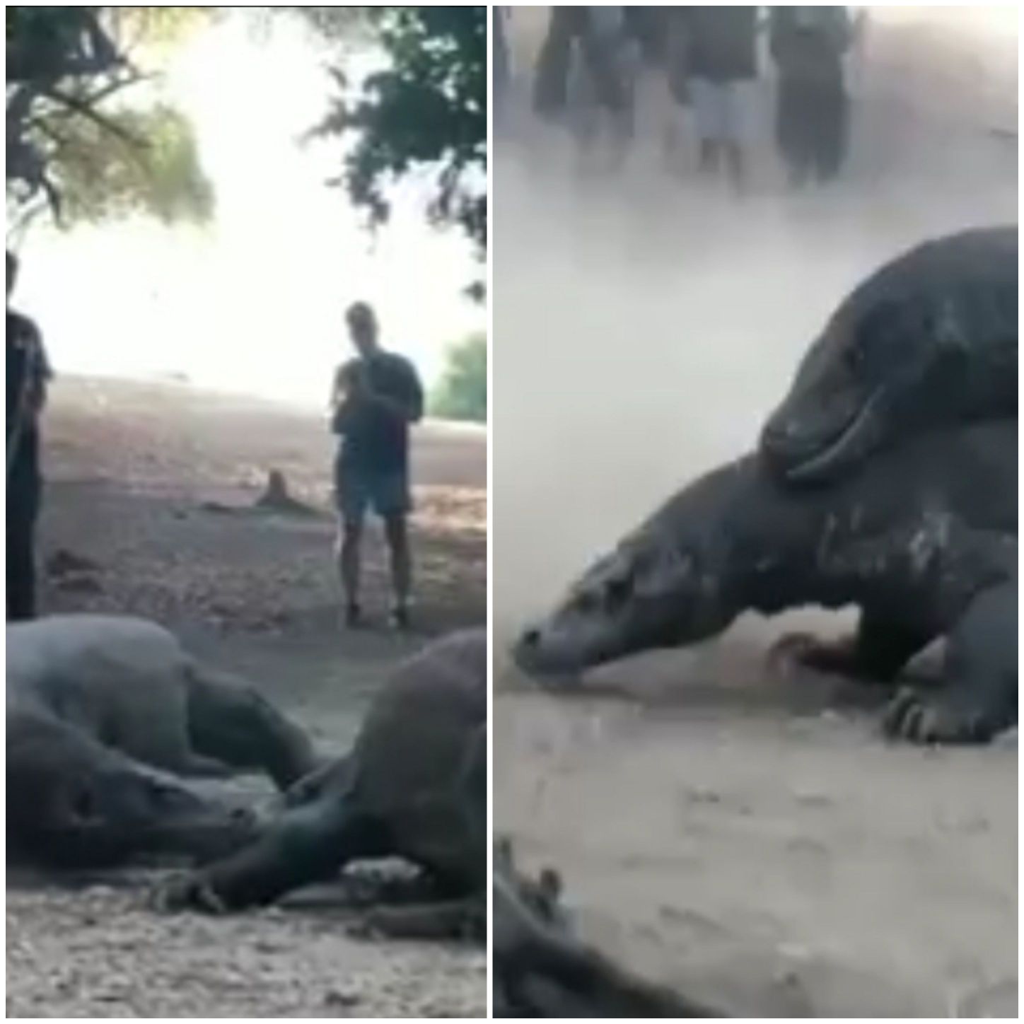 Two Komodo dragons fighting